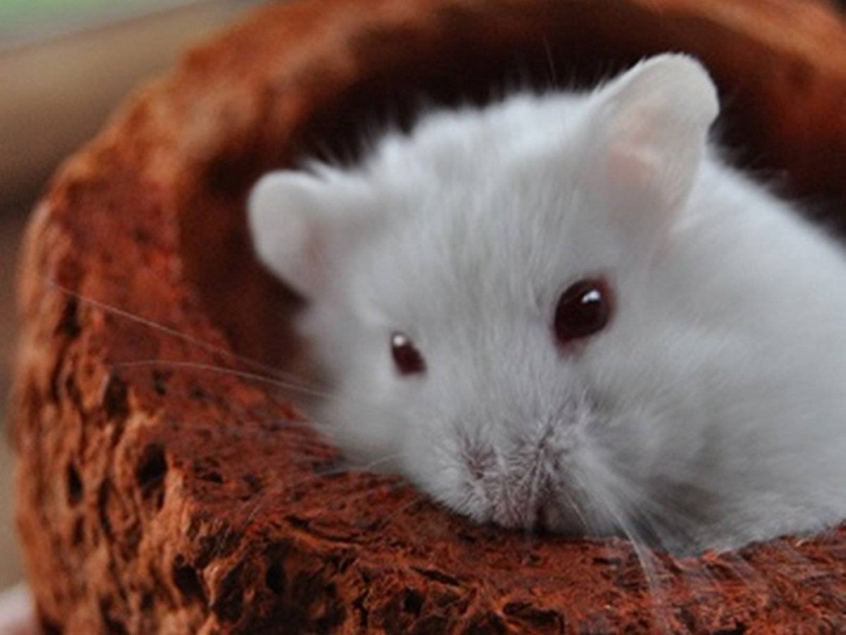 Хомяк Песчанка