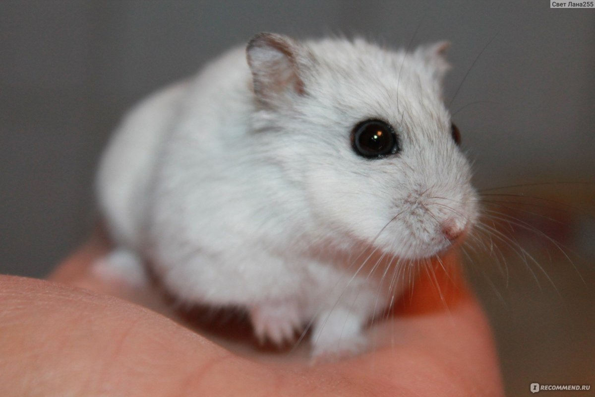 Джунгарский хомяк пушистый