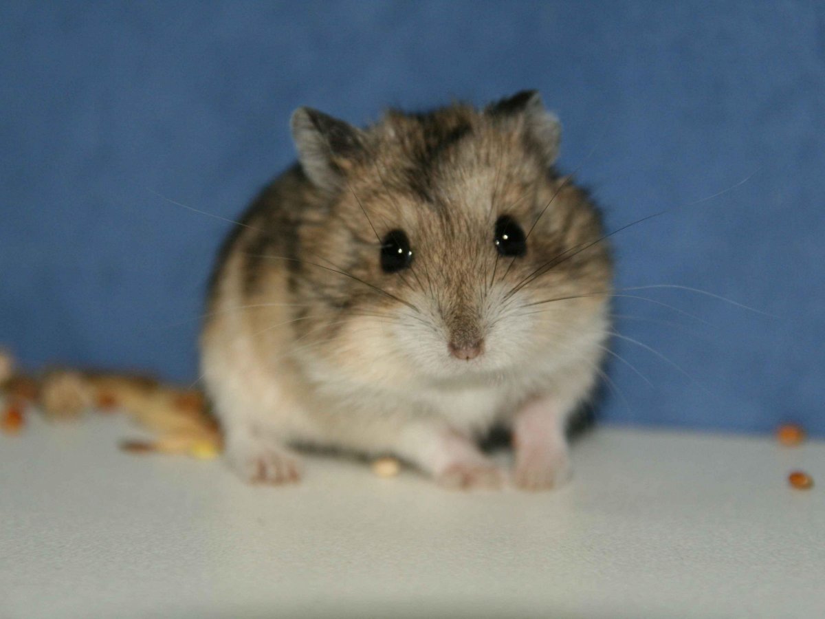 Хомячок Кэмпбелла и джунгарский
