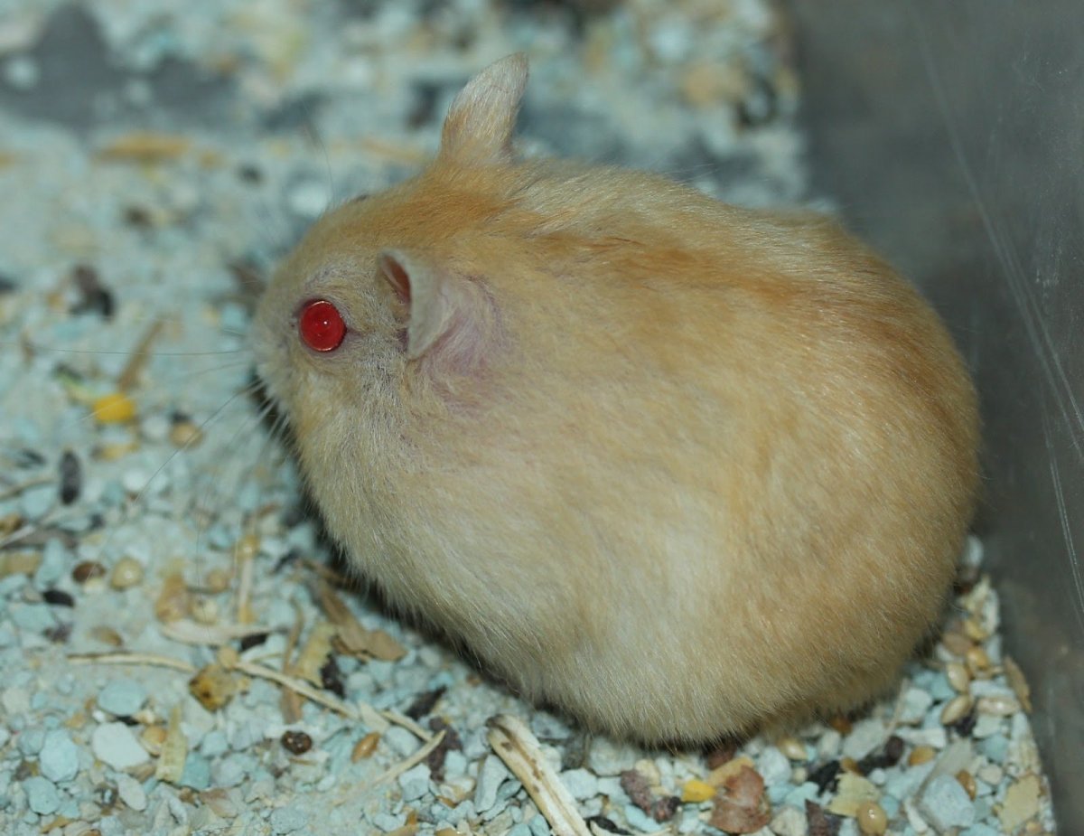 Джунгарский хомяк Хома