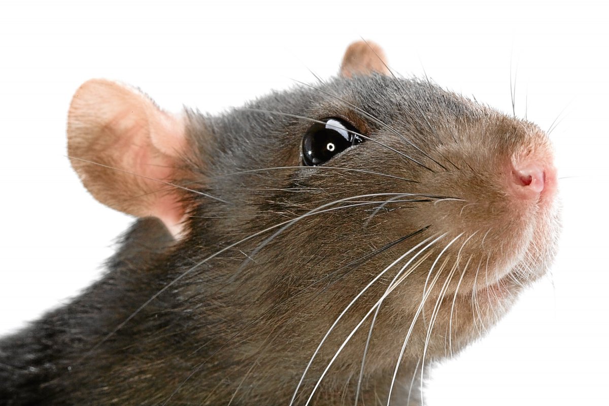 Морда крысы