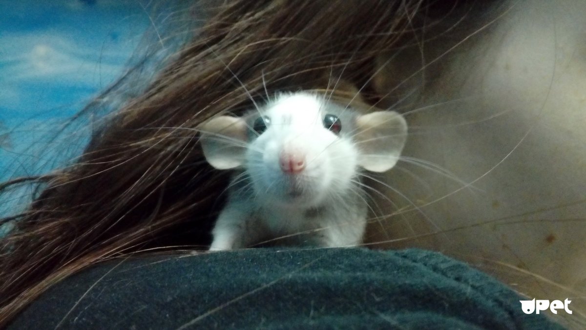 Селфи с белой крысой