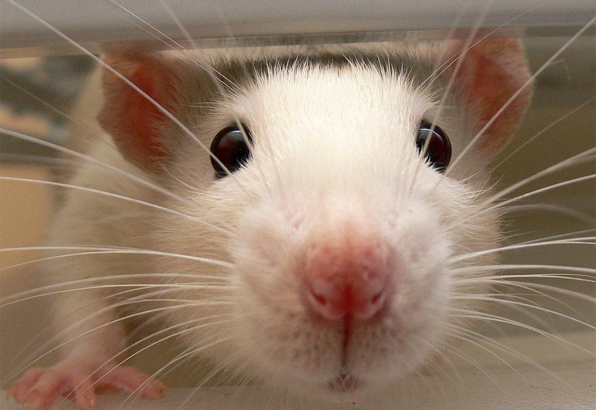 Морда крысы