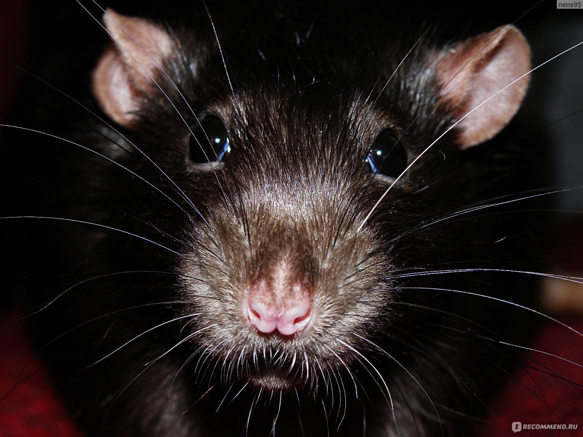 Крысиная мордочка