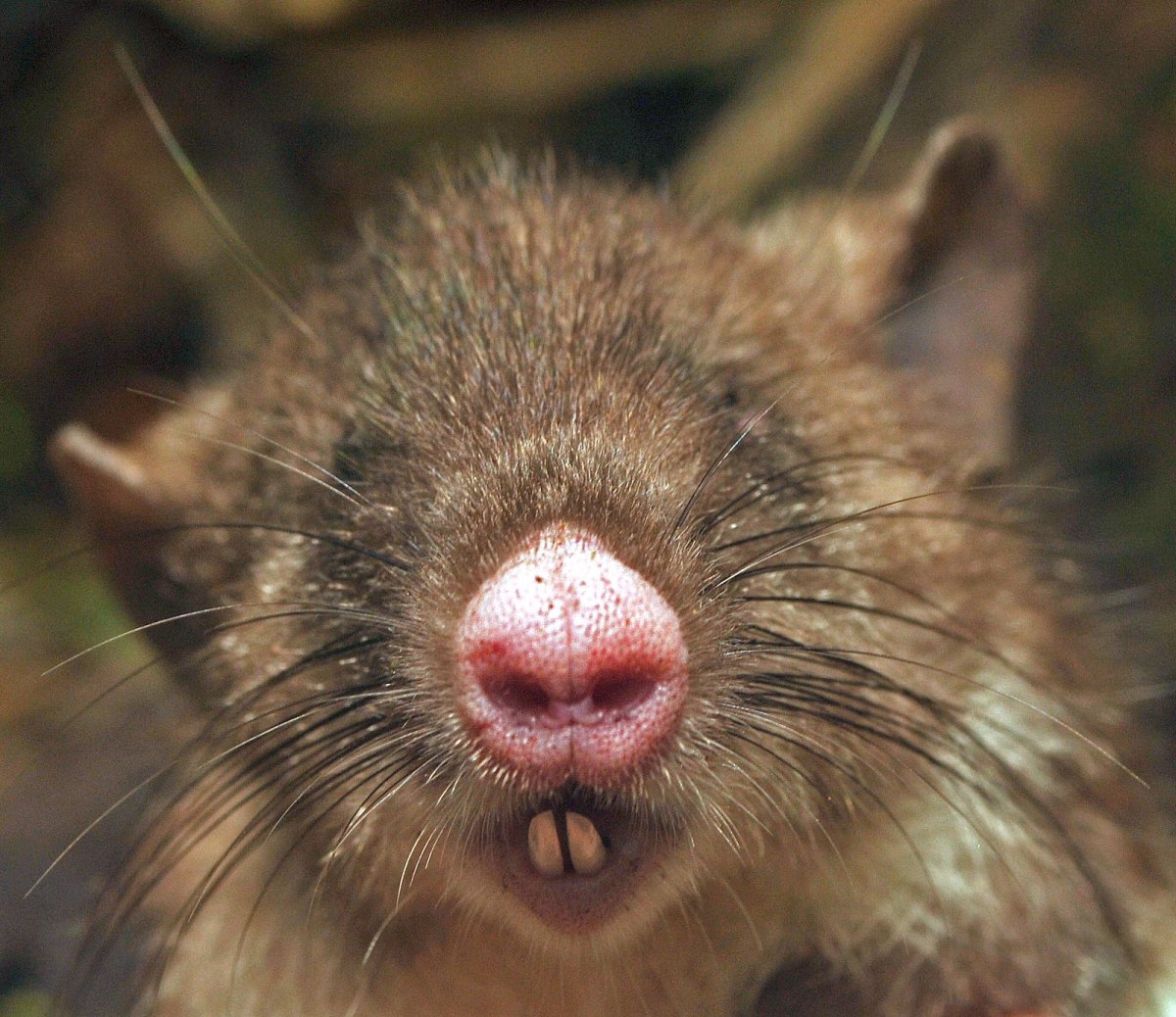 Мягкоиглая щетинистая крыса