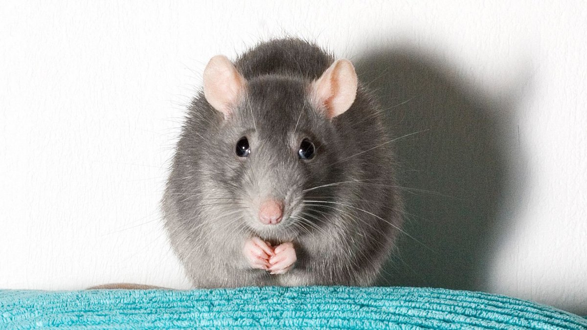 Крысиная мордочка