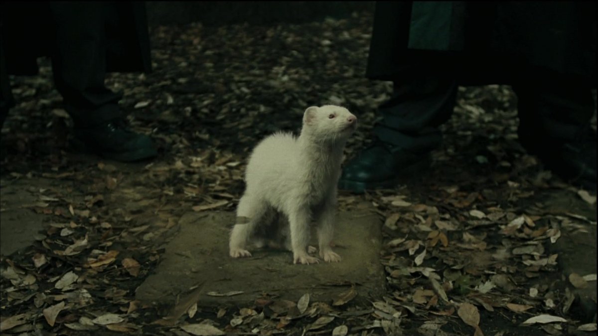 Драко Малфой хорек