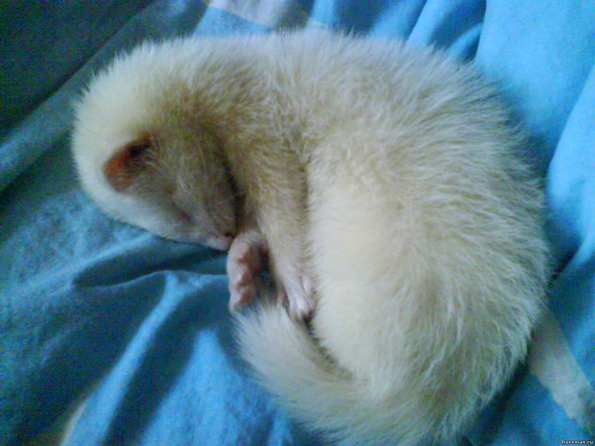 Хорёк в стиле Слизерин