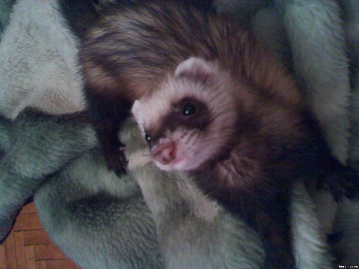 Хорек с пушистым хвостом