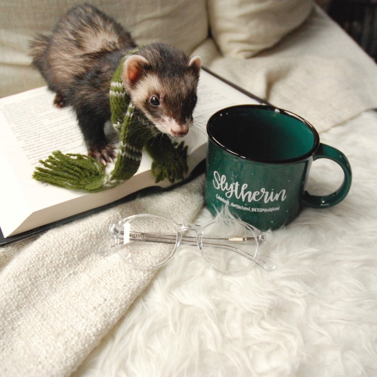 Драко хорек