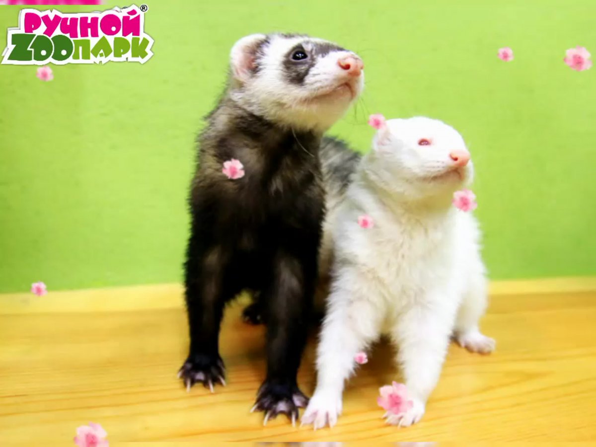 Гарри Поттер и Кубок огня том Фелтон