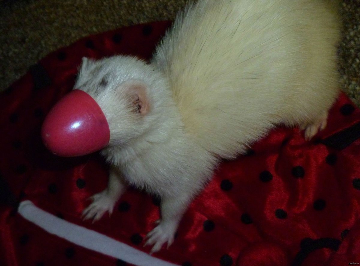 Намордник для хорька