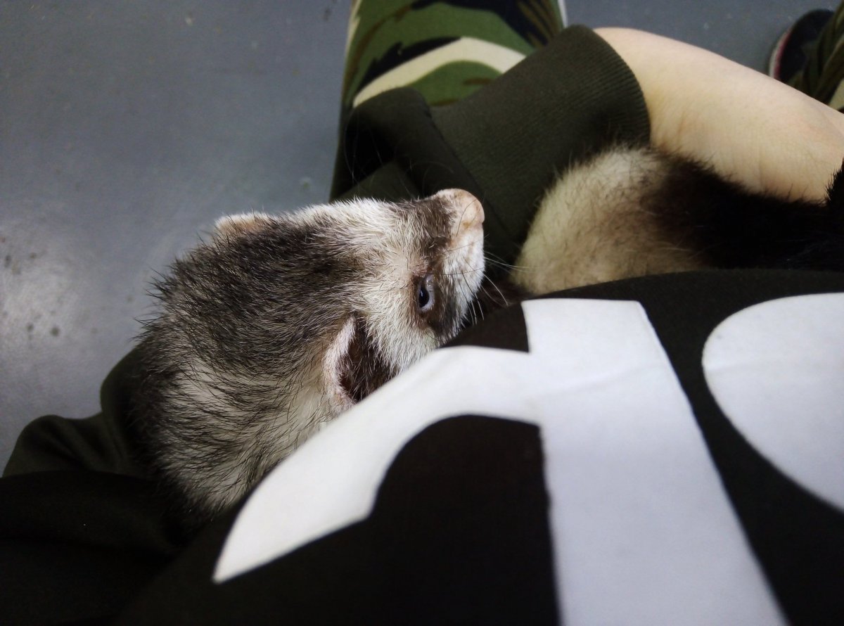 Золотой компас хорек