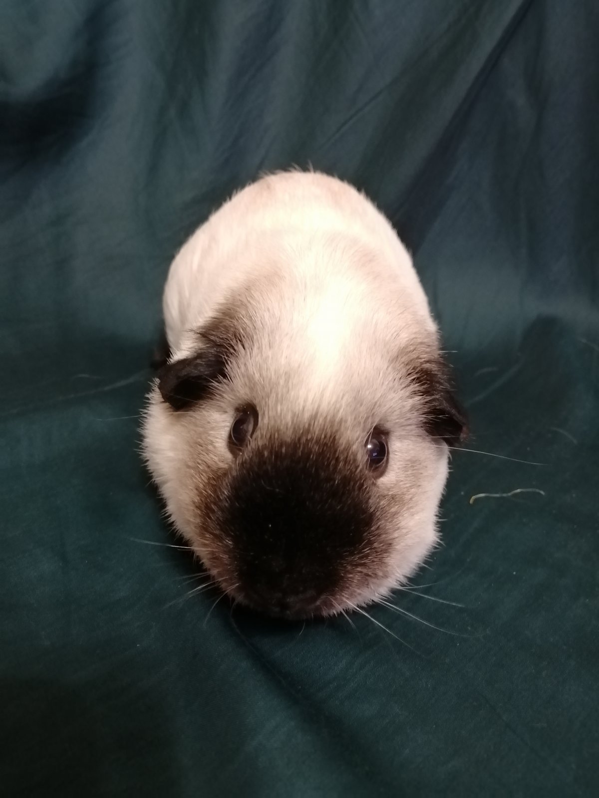 Заводчики морских свинок в Московской области