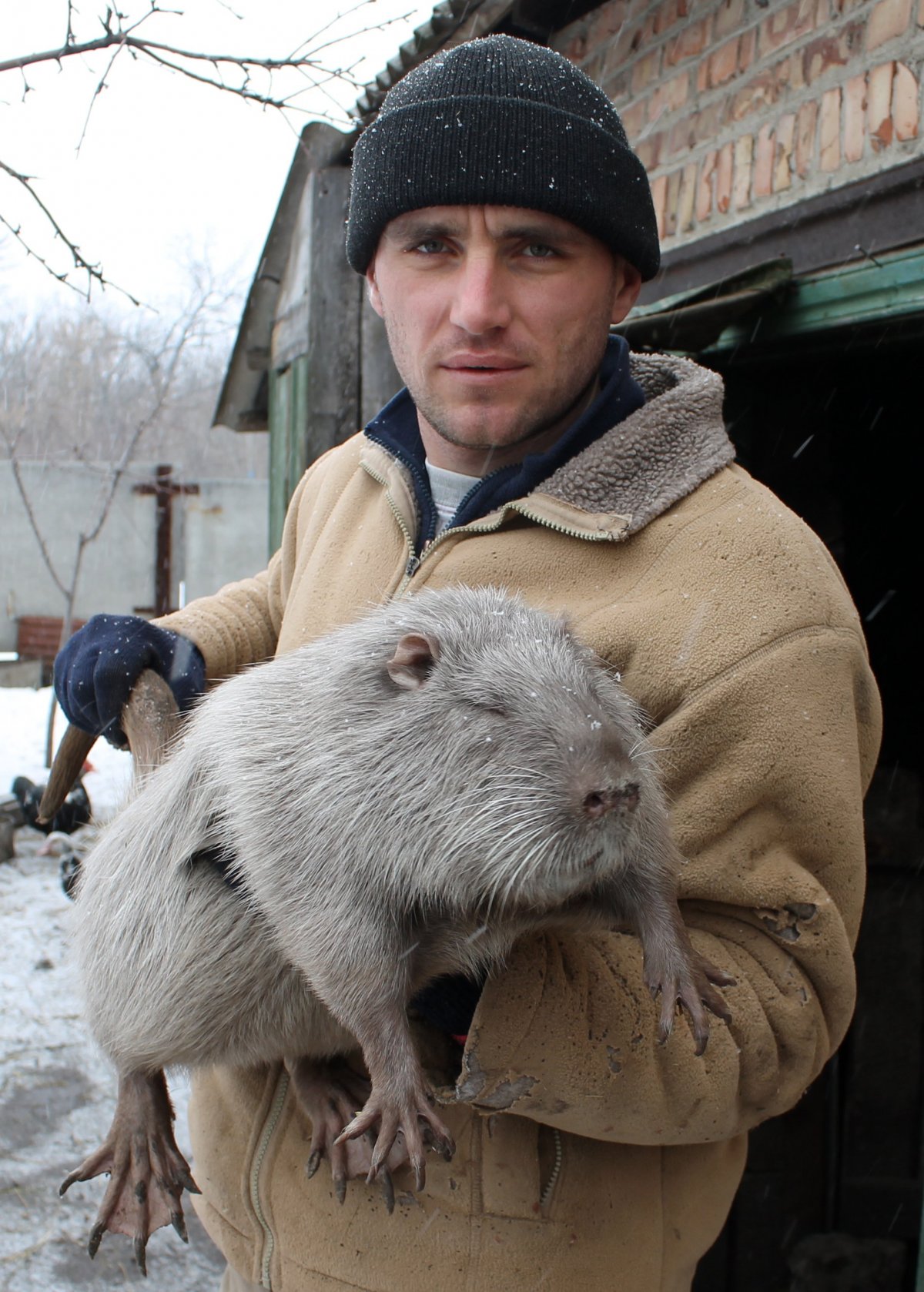 Myocastor coypus нутрия