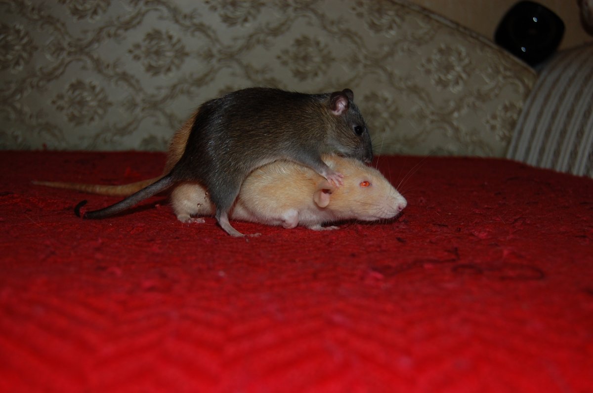 Крысы в Московском метро