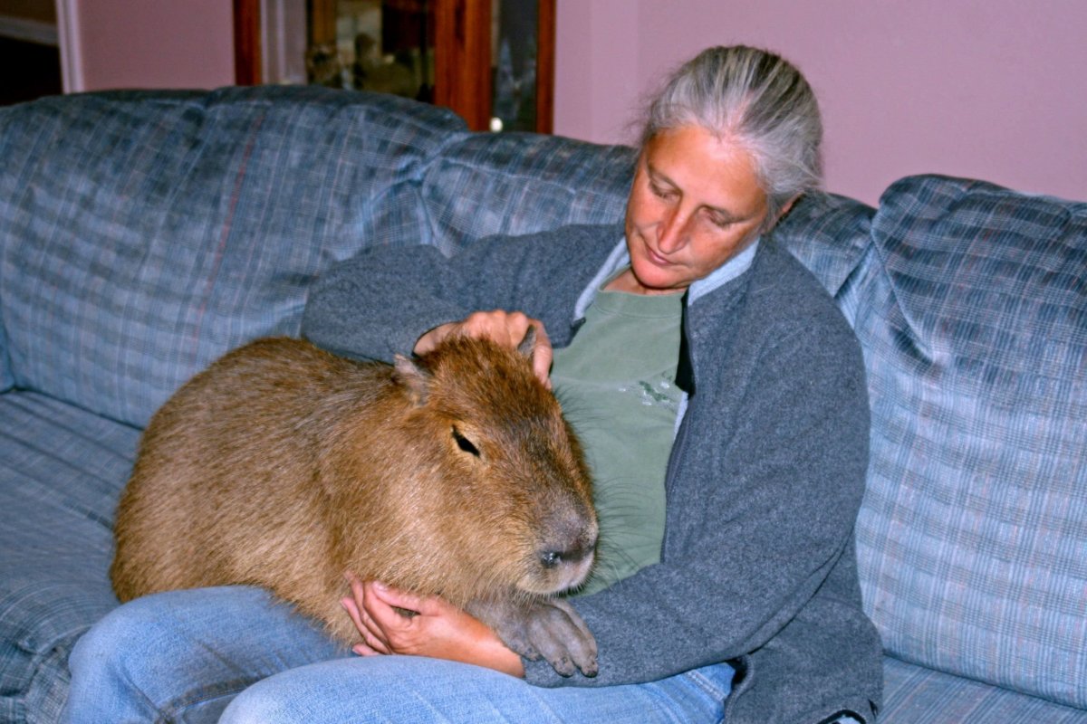 Самый жирный хомяк в мире