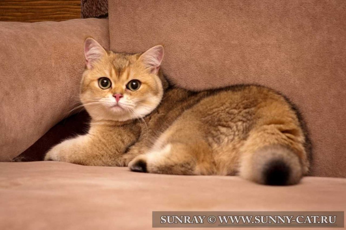 Британская голубая Золотая шиншилла