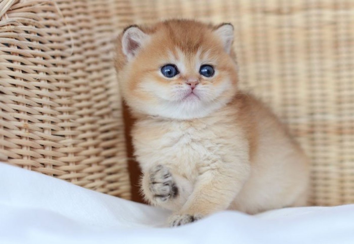 Скоттиш страйт Золотая шиншилла