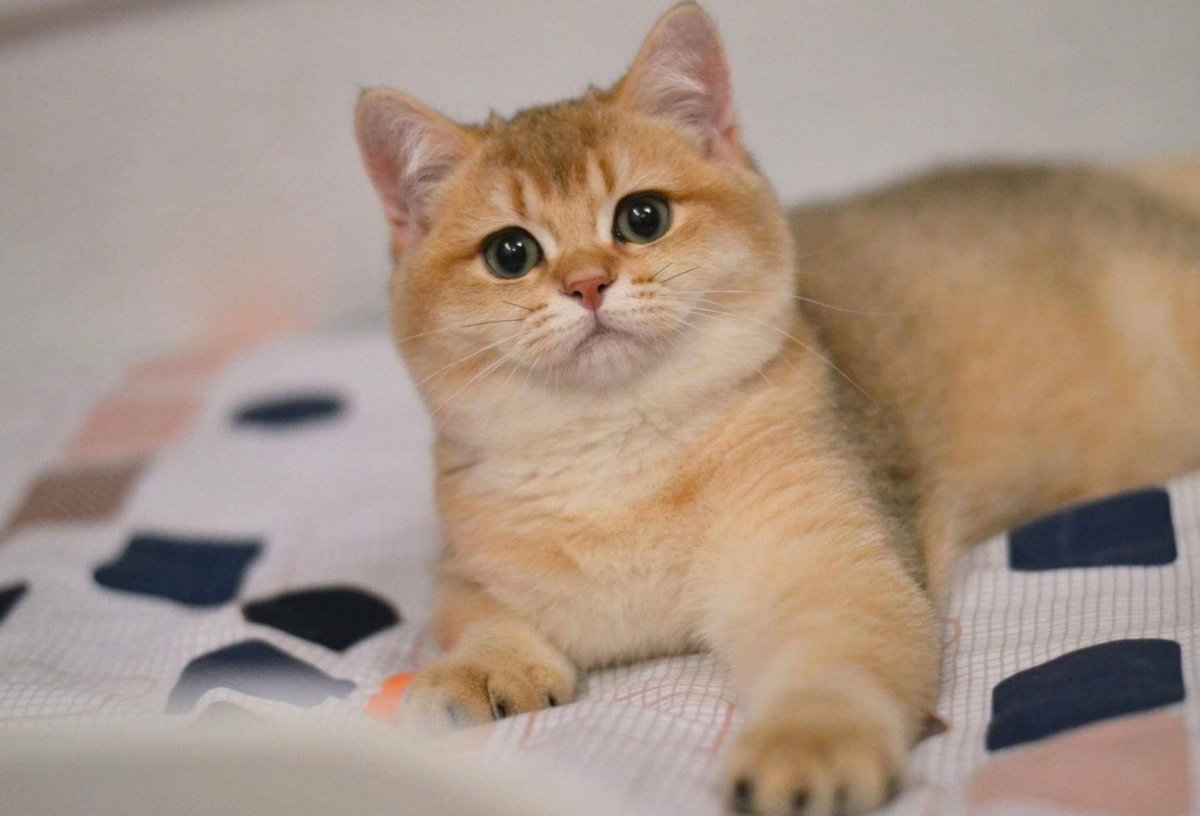 Британская Золотая шиншилла