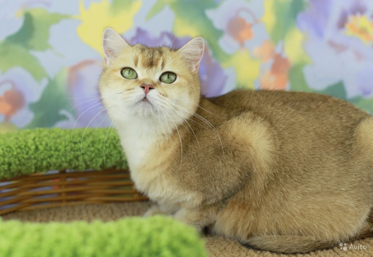 Шотландская прямоухая Золотая шиншилла