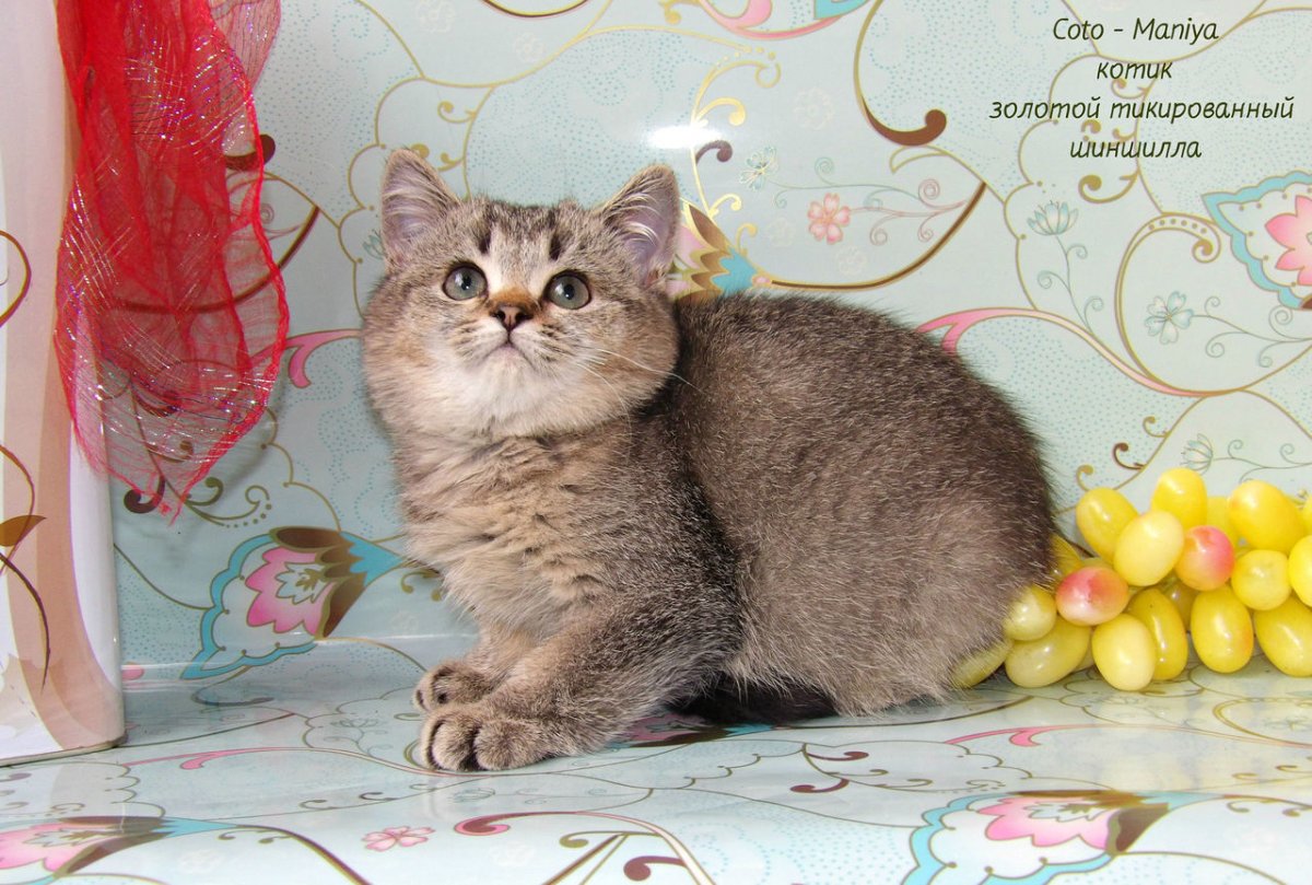 Британский кот Золотая шиншилла