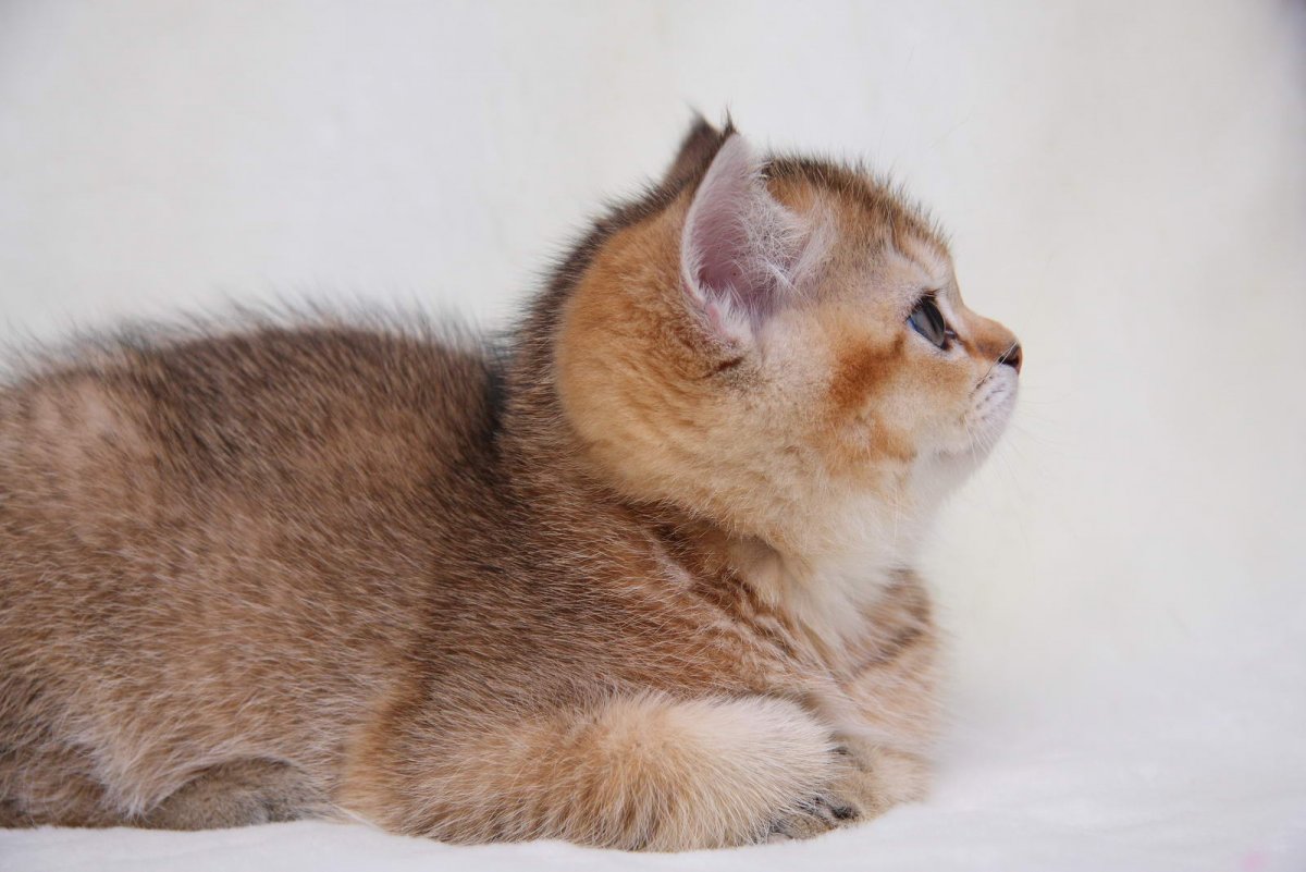 Манчкин Британская шиншилла