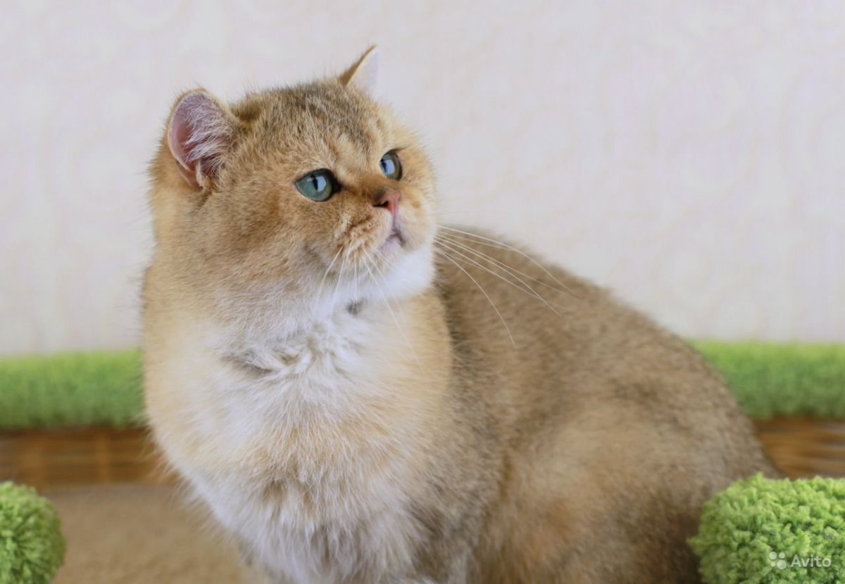 Золотая шиншилла злой