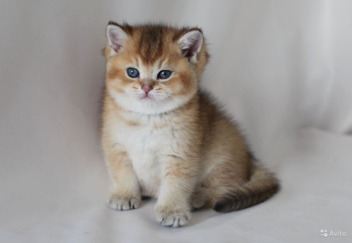 Британская Золотая шиншилла Акита