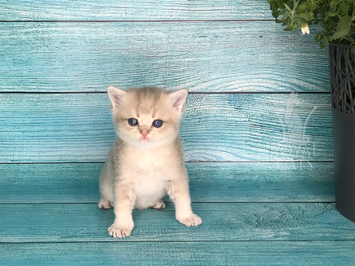 Манчкин британец золотой