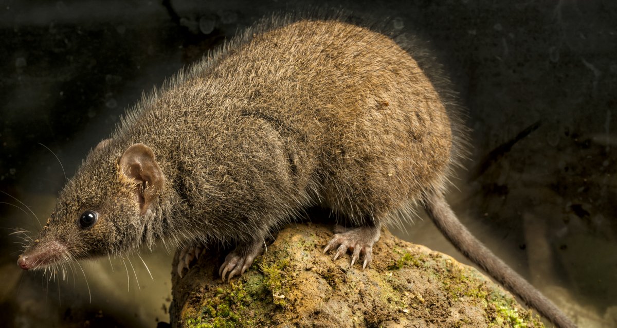 Мышь землеройка