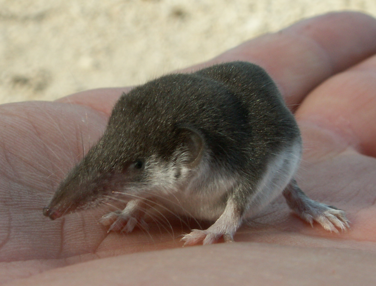 Пацюк большая крыса