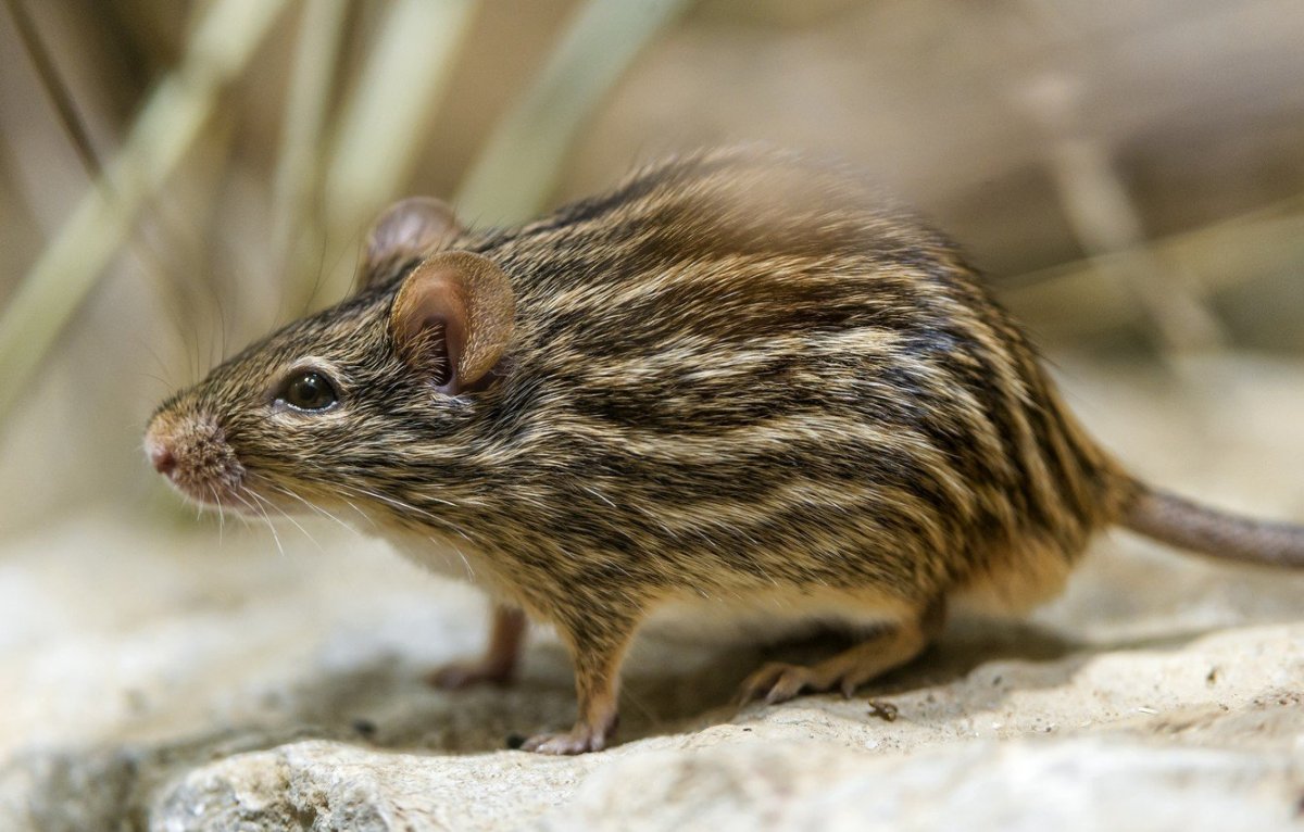 Paucidentomys vermidax