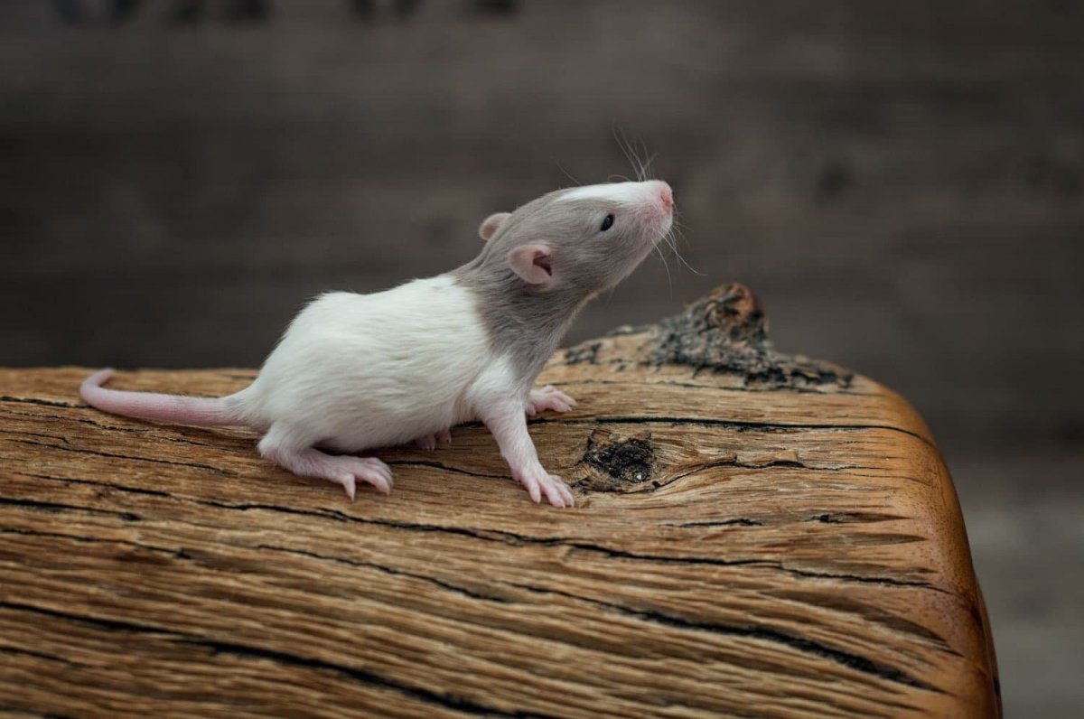 Акомис иглистая мышь