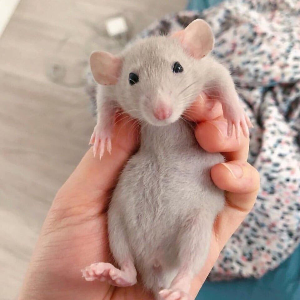 Крыса Дамбо серая