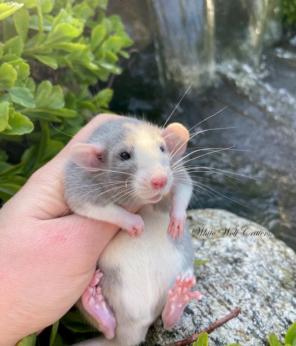 Декоративные крысы