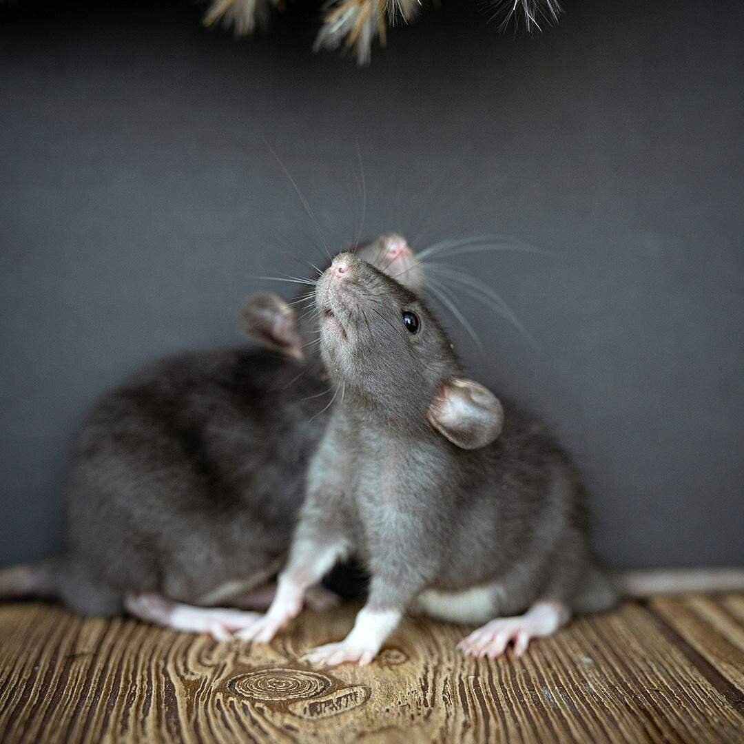Крыса породы стандарт