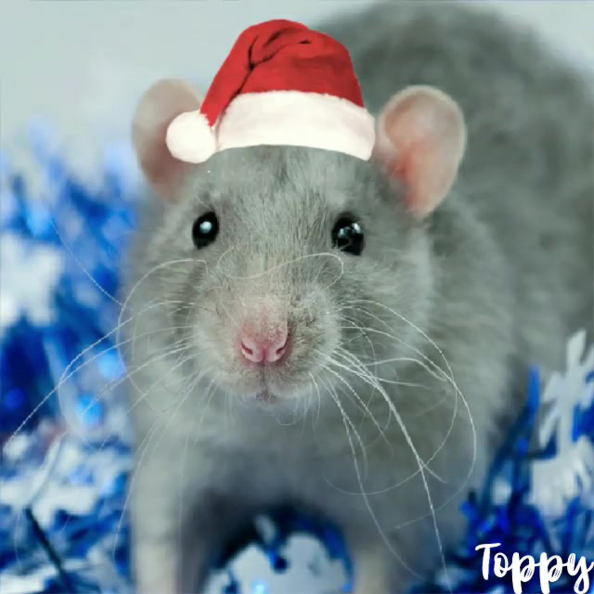 Крыса Дамбо расцветки