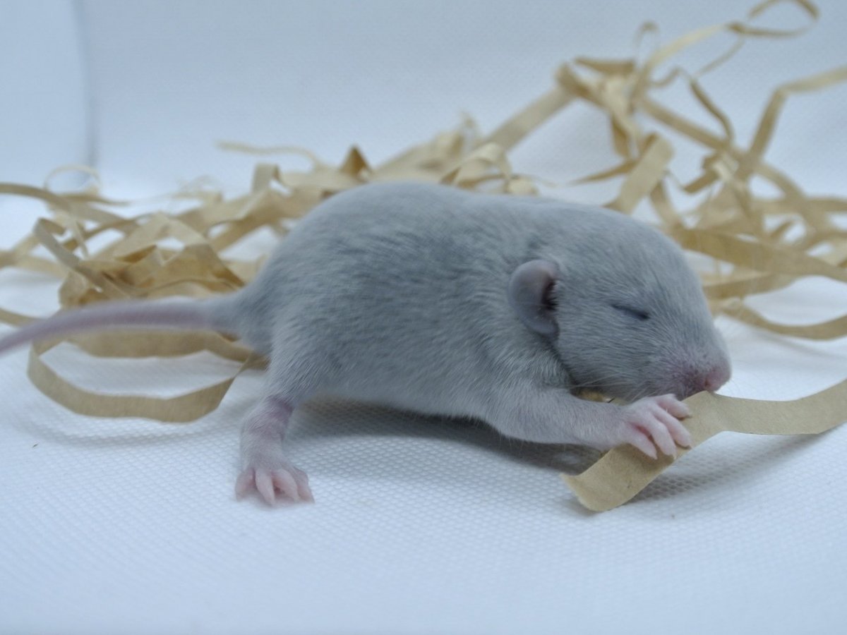 Крыса Дамбо Рататуй