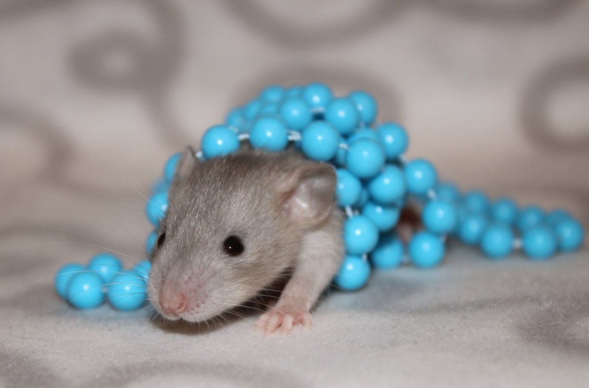 Голубая Королевская крыса