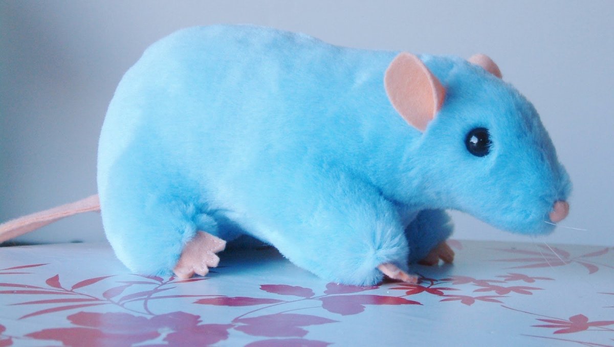 Крыса домашняя дымчатая