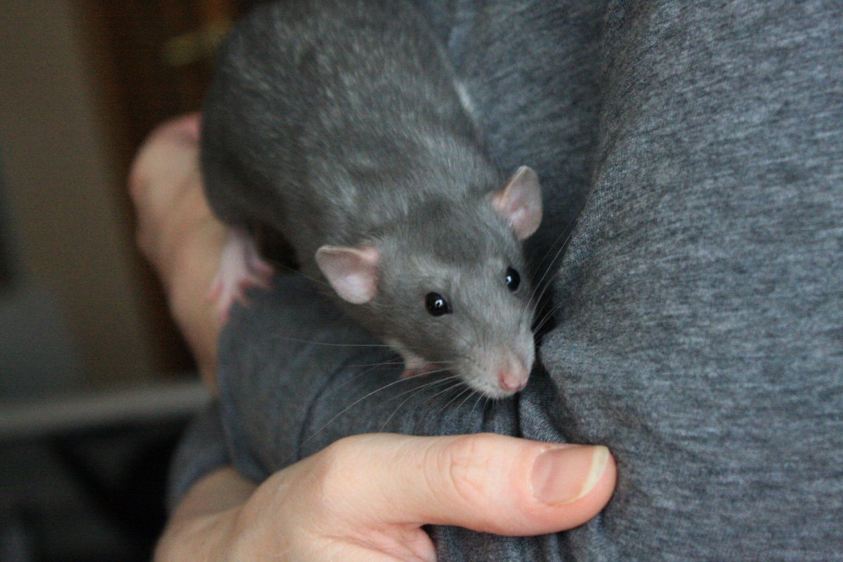 Крыса Дамбо голубая