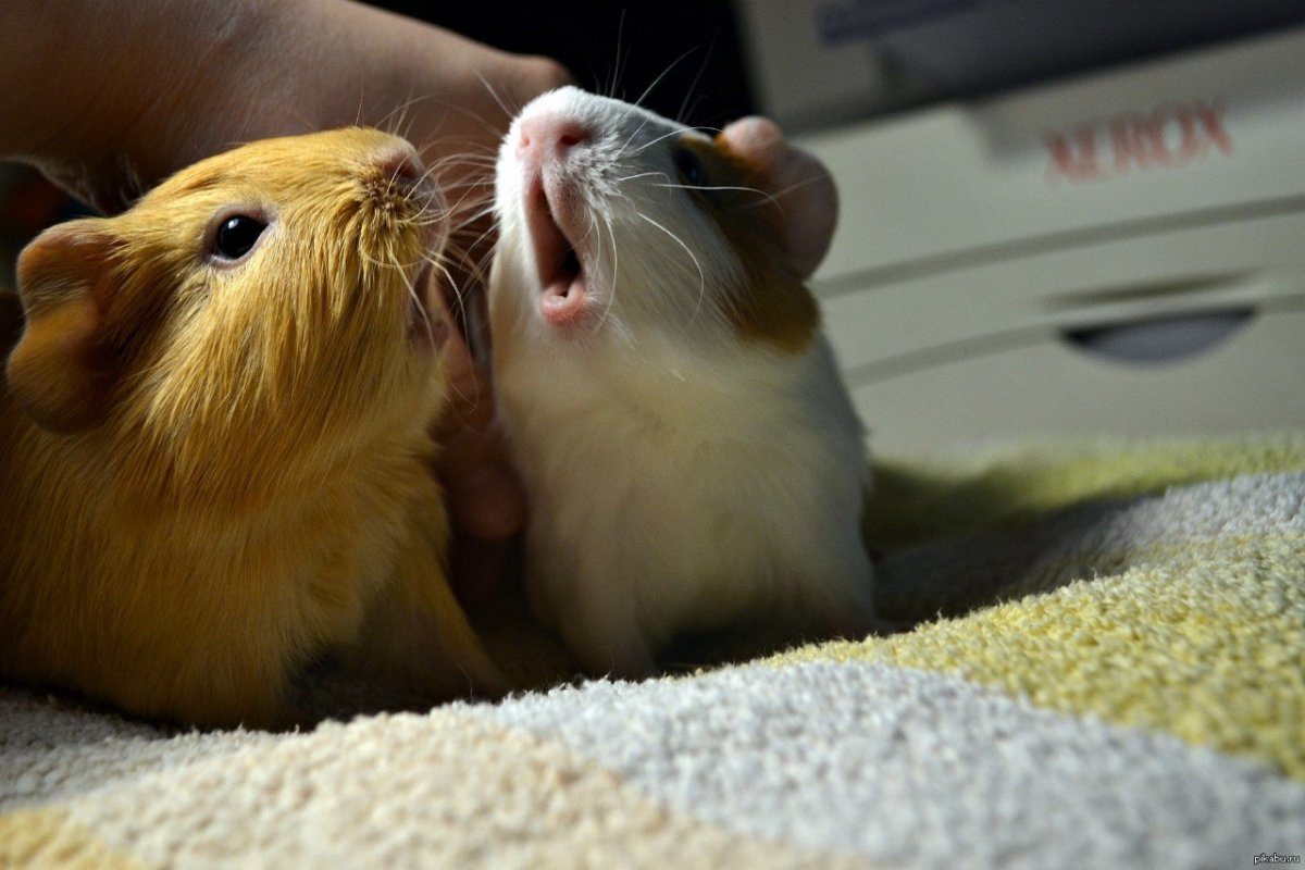 Джунгарики 2 хомячка