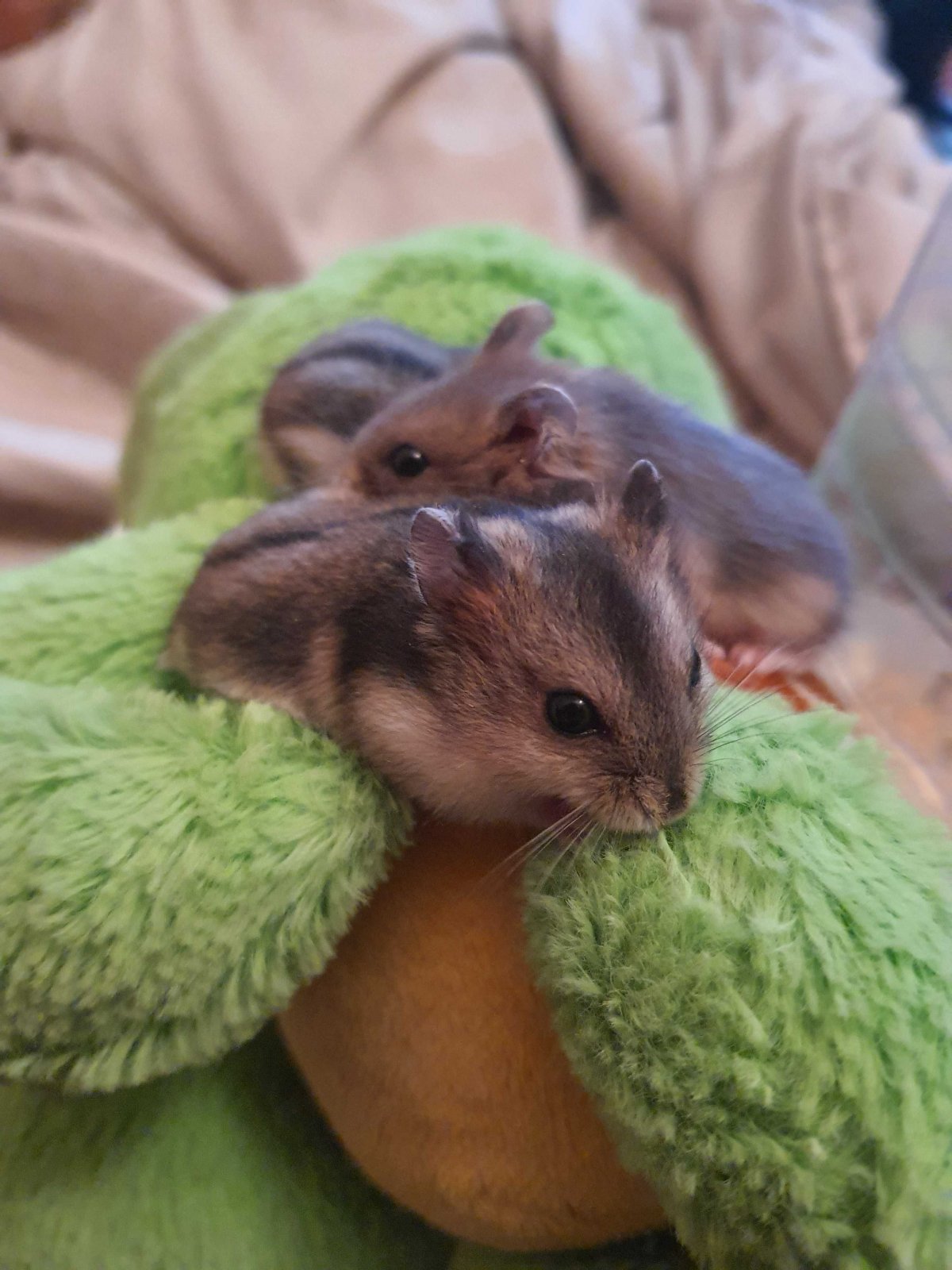 Забавные животные