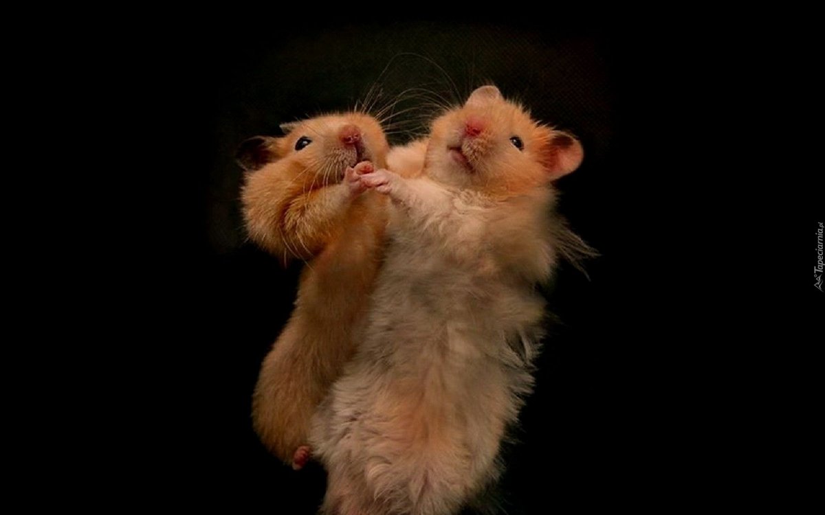 2 Морские свинки