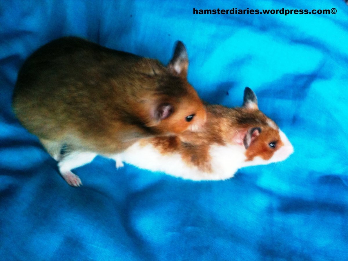 Хомячок сирийский и морская Свинка