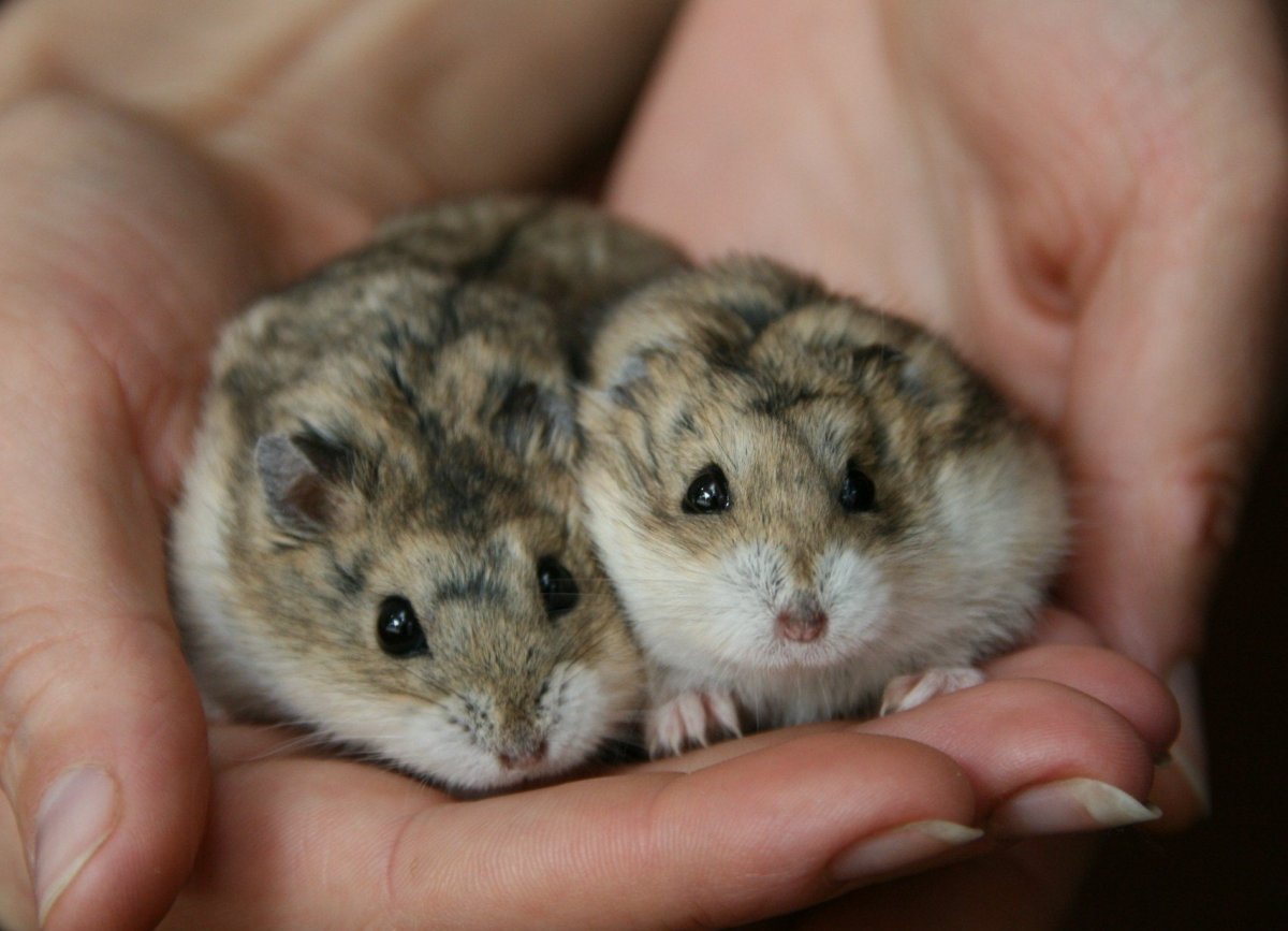 Пушистая мышка