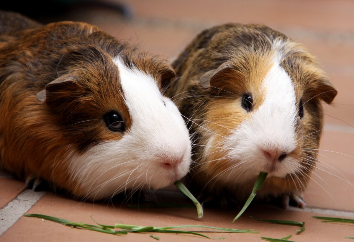 Крысовидный хомяк