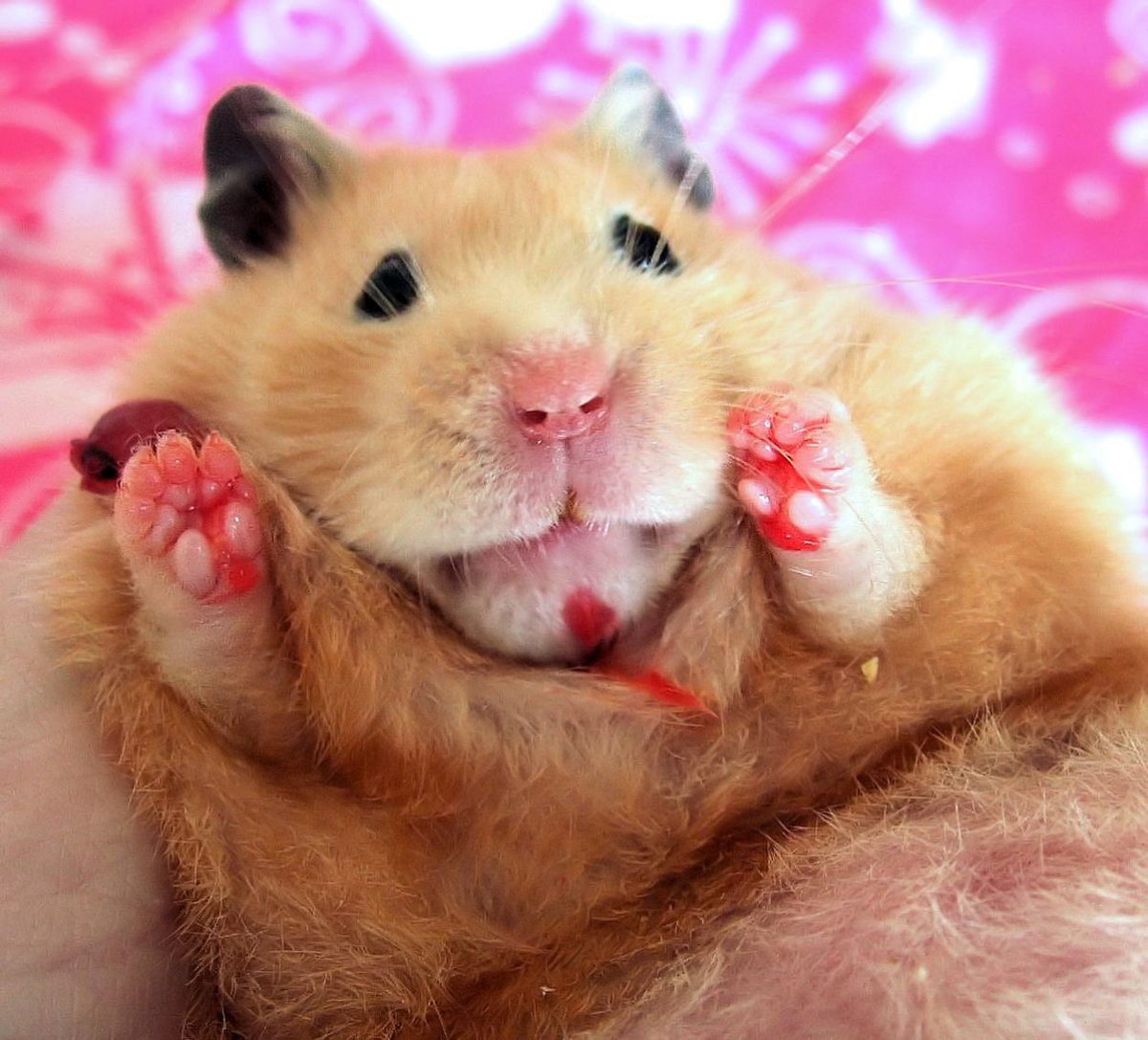 Хомяк смеется