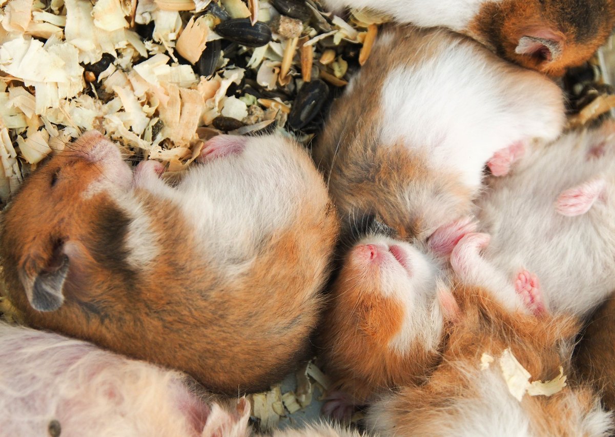 Два смешных хомяка